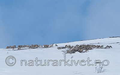 P4121368 / Rangifer tarandus / Rein