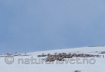 P4121377 / Rangifer tarandus / Rein