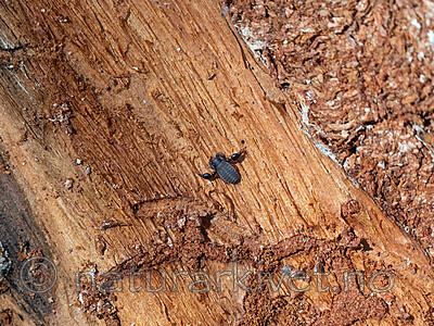 P5051459 / Dendrochernes cyrneus / Barkskorpion