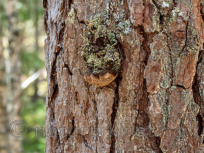 P5065634 / Phellinus pini / Furustokkjuke