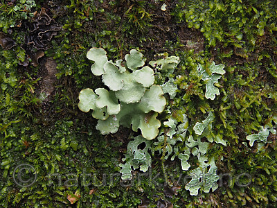 P5115889 / Cetrelia olivetorum / Praktlav