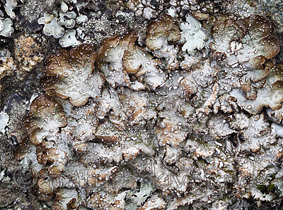 P5126508 / Punctelia stictica / Brun punktlav