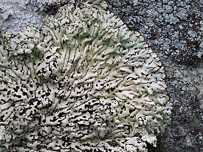 P5126517 / Menegazzia terebrata / Skoddelav