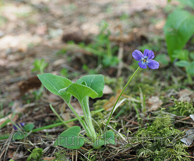 P5283507 / Viola hirta / Lodnefiol
