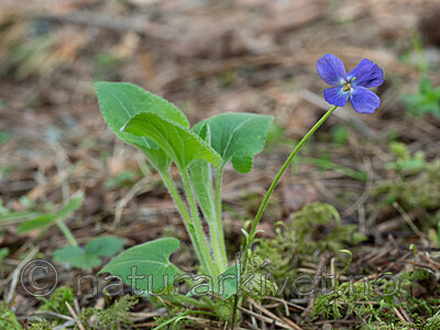 P5283546 / Viola hirta / Lodnefiol