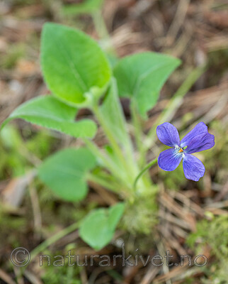 P5283572 / Viola hirta / Lodnefiol
