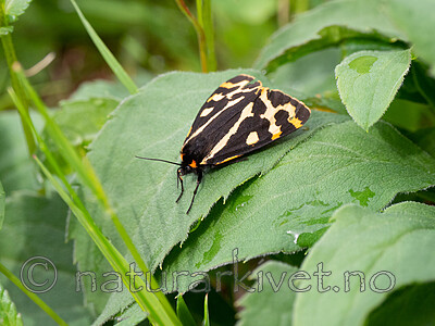 P6221845 / Parasemia plantaginis / Piggsvinspinner