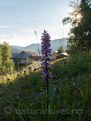 P6303705 / Gymnadenia conopsea / Brudespore
