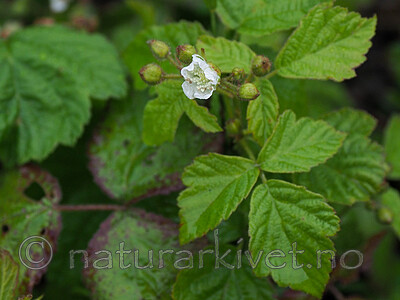 P7071914 / Rubus caesius / Blåbringebær