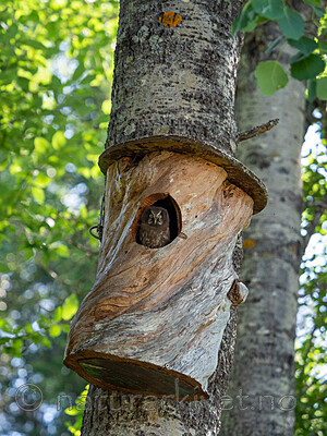 P7193775 / Aegolius funereus / Perleugle