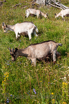 P7253949 / Capra hircus / Geit