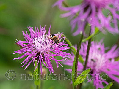 P8132402 / Eristalis interrupta / Engdroneflue