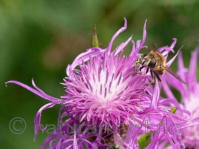 P8132412 / Eristalis interrupta / Engdroneflue