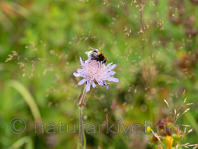 P8132445 / Eristalis intricaria / Svartskjeggdroneflue