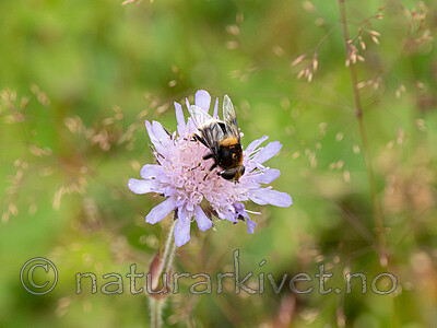 P8132453 / Eristalis intricaria / Svartskjeggdroneflue