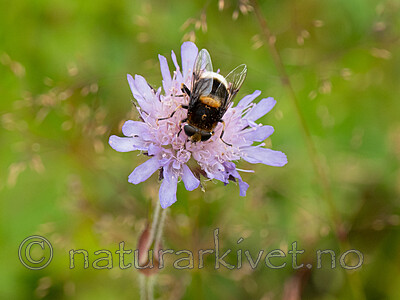 P8132456 / Eristalis intricaria / Svartskjeggdroneflue