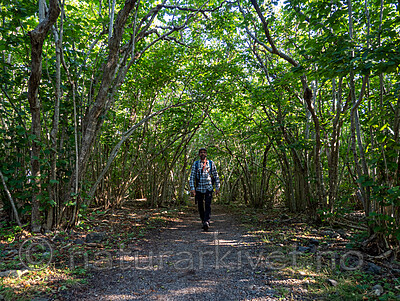P8140083 / Corylus avellana / Hassel