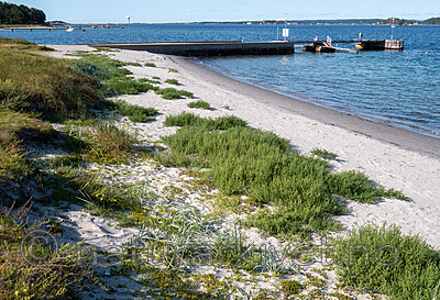 P8140147 / Kali turgida / Sodaurt
