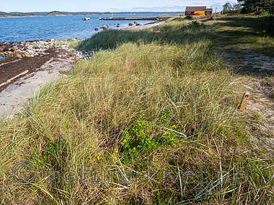 P8140162 / Eryngium maritimum / Strandtorn