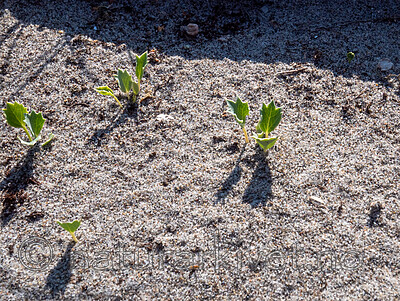 P8140168 / Eryngium maritimum / Strandtorn