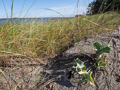 P8140174 / Eryngium maritimum / Strandtorn