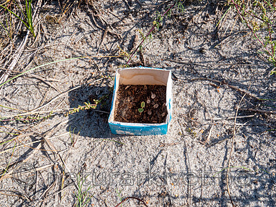 P8140186 / Eryngium maritimum / Strandtorn