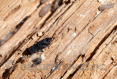 P8210302 / Antrodia sinuosa / Hvit tømmerkjuke <br /> Cixidia confinis <br /> Cixidia lapponica