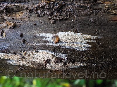 P9110422 / Mycoacia fuscoatra / Mørk vokspigg