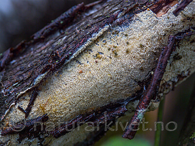 P9110431-2 / Mycoacia fuscoatra / Mørk vokspigg