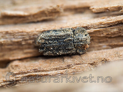 P9240568 / Antrodia sinuosa / Hvit tømmerkjuke <br /> Calitys scabra / Furugnagbille