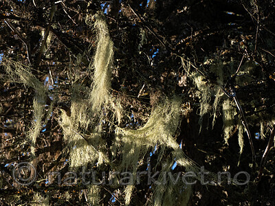 PA292683 / Alectoria sarmentosa / Gubbeskjegg