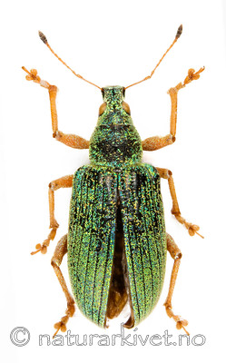 Polydusus_sericens_over / Polydrusus formosus