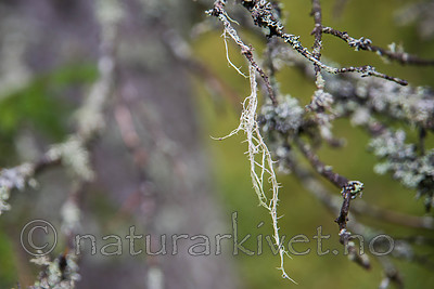 SIG_0132 / Evernia divaricata / Mjuktjafs
