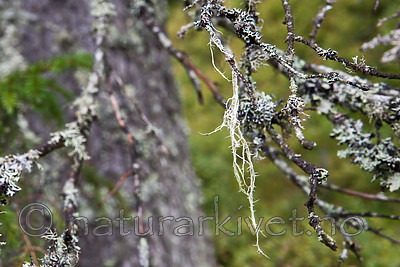 SIG_0135 / Evernia divaricata / Mjuktjafs