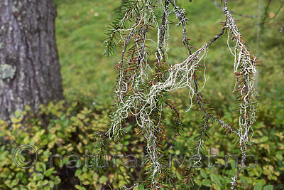 SIG_0136 / Evernia divaricata / Mjuktjafs