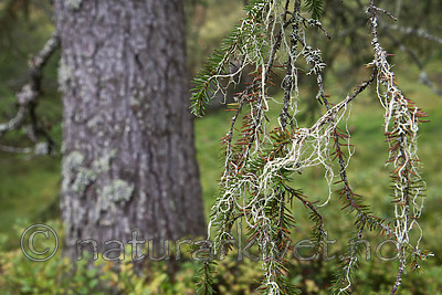 SIG_0139 / Evernia divaricata / Mjuktjafs