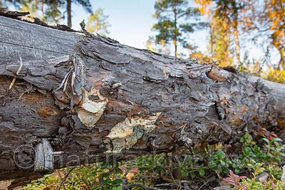 SIG_0220 / Dichomitus squalens / Kelokjuke