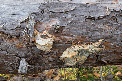 SIG_0227 / Dichomitus squalens / Kelokjuke