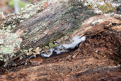 SIG_0295 / Anomoporia kamtschatica / Skyggekjuke