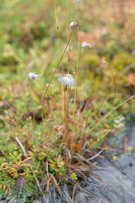 SIG_0325 / Eriophorum brachyantherum / Gulmyrull