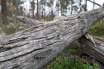 SIG_0408 / Gloeophyllum protractum / Langkjuke