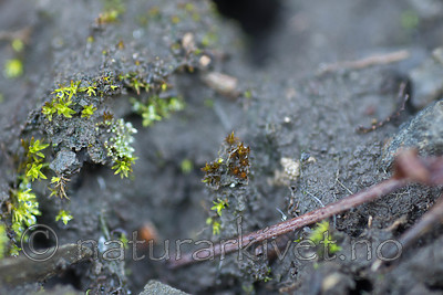 SIG_0620 / Microbryum floerkeanum / Dvergbegermose
