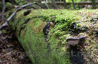SIG_0935 / Fomitopsis rosea / Rosenkjuke