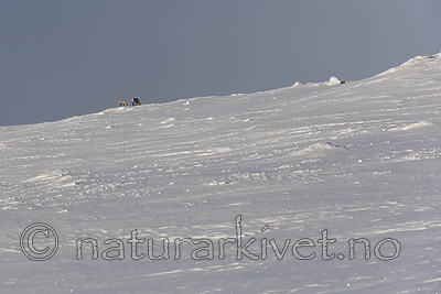 SIG_1117 / Rangifer tarandus tarandus / Fjellrein