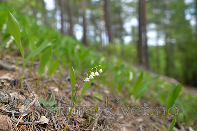 SIG_1192 / Convallaria majalis / Liljekonvall