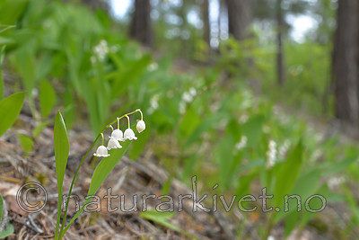 SIG_1195 / Convallaria majalis / Liljekonvall