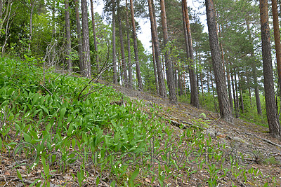 SIG_1199 / Convallaria majalis / Liljekonvall
