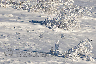 SIG_1212 / Lagopus lagopus / Lirype