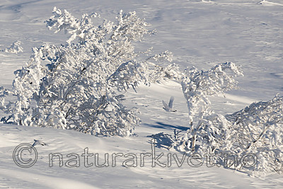 SIG_1218-3 / Lagopus lagopus / Lirype