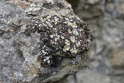 SIG_1225 / Squamarina gypsacea